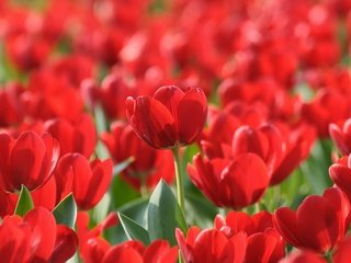 Обои цветы, красные, весна, тюльпаны, flowers, red, spring, tulips разрешение 1920x1200 Загрузить