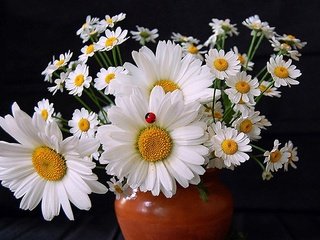 Обои цветы, божьи коровки, ромашки, букет, ваза, flowers, ladybugs, chamomile, bouquet, vase разрешение 1920x1200 Загрузить