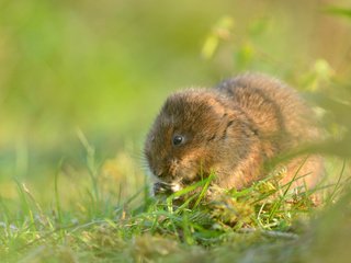 Обои трава, мышь, грызун, водяная полёвка, grass, mouse, rodent, water vole разрешение 2048x1367 Загрузить