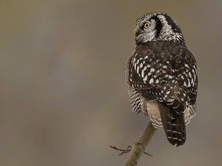 Обои глаза, сова, ветка, природа, птицы, птица, клюв, перья, eyes, owl, branch, nature, birds, bird, beak, feathers разрешение 2560x1598 Загрузить