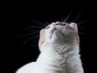 Обои морда, кот, мордочка, усы, кошка, темный фон, face, cat, muzzle, mustache, the dark background разрешение 2048x1292 Загрузить