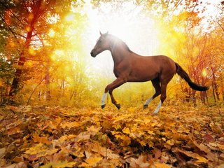 Обои лошадь, деревья, природа, листья, осень, horse, trees, nature, leaves, autumn разрешение 5560x3620 Загрузить