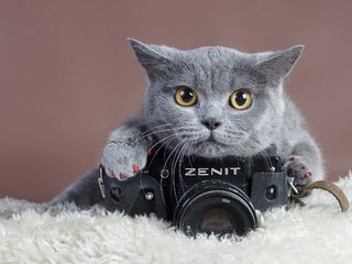 Обои кошка, взгляд, фотоаппарат, зенит, когти, cat, look, the camera, zenit, claws разрешение 2560x1600 Загрузить