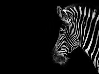 Обои зебра, фон, чёрно-белое, черный, zebra, background, black and white, black разрешение 2560x1600 Загрузить