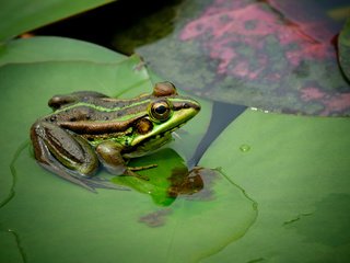 Обои глаза, листья, макро, водоем, лягушка, eyes, leaves, macro, pond, frog разрешение 2560x1700 Загрузить