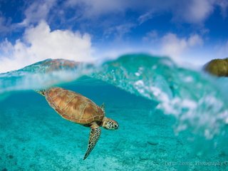 Обои черепаха, океан, подводный мир, turtle, the ocean, underwater world разрешение 2000x1333 Загрузить
