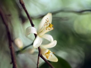 Обои цветы, цветение, макро, весна, белые, flowers, flowering, macro, spring, white разрешение 2048x1365 Загрузить