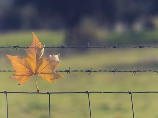 Обои природа, проволока, осень, лист, сетка, nature, wire, autumn, sheet, mesh разрешение 3000x1875 Загрузить