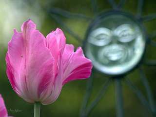 Обои макро, цветок, весна, розовый, тюльпан, macro, flower, spring, pink, tulip разрешение 2048x1390 Загрузить