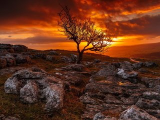 Обои небо, дерево, камни, закат, пейзаж, the sky, tree, stones, sunset, landscape разрешение 1920x1200 Загрузить