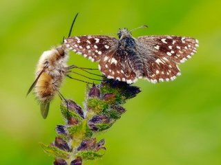 Обои цветок, бабочка, насекомые, растение, муха, flower, butterfly, insects, plant, fly разрешение 2048x1360 Загрузить