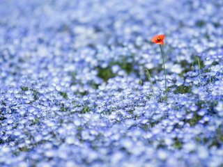 Обои цветы, природа, поле, луг, flowers, nature, field, meadow разрешение 1920x1080 Загрузить