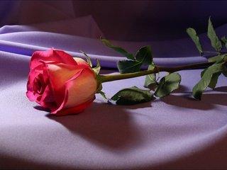 Обои свет, цветы, цветок, роза, ткань, light, flowers, flower, rose, fabric разрешение 5184x3456 Загрузить