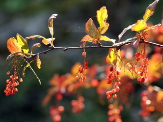 Обои ветка, природа, листья, осень, ягоды, плоды, branch, nature, leaves, autumn, berries, fruit разрешение 2560x1600 Загрузить