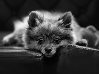 Обои взгляд, собака, шпиц, look, dog, spitz разрешение 2500x1580 Загрузить