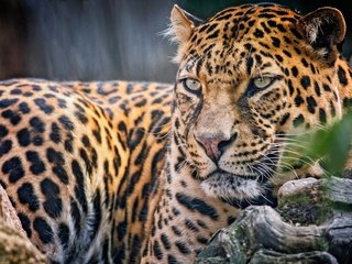 Обои взгляд, леопард, хищник, look, leopard, predator разрешение 2048x1280 Загрузить
