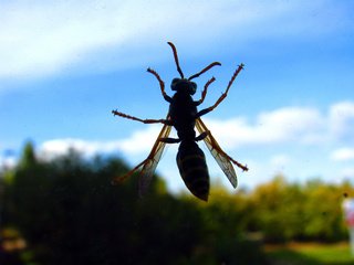 Обои небо, насекомое, стекло, оса, the sky, insect, glass, osa разрешение 2048x1536 Загрузить