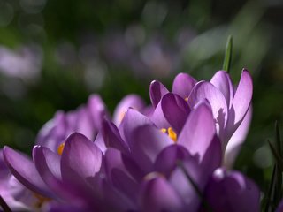 Обои цветы, природа, макро, фон, лепестки, фиолетовые, крокусы, шафран, flowers, nature, macro, background, petals, purple, crocuses, saffron разрешение 2048x1419 Загрузить