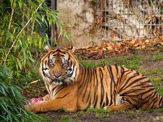 Обои тигр, природа, хищник, суматранский, tiger, nature, predator, sumatran разрешение 3976x2650 Загрузить