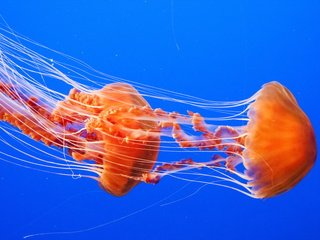 Обои море, медузы, подводный мир, sea, jellyfish, underwater world разрешение 1920x1200 Загрузить