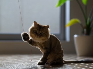 Обои кошка, играет, обои c ben torode, дэйзи, нитка, cat, plays, wallpapers ben torode c, daisy, thread разрешение 1920x1200 Загрузить