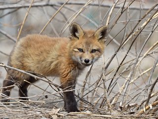 Обои лиса, лисица, детеныш, лисенок, fox, cub разрешение 2048x1393 Загрузить