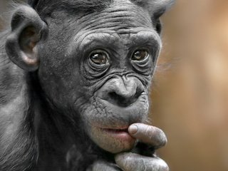 Обои природа, обезьяна, примат, карликовый шимпанзе, nature, monkey, the primacy of, pygmy chimpanzee разрешение 1920x1200 Загрузить