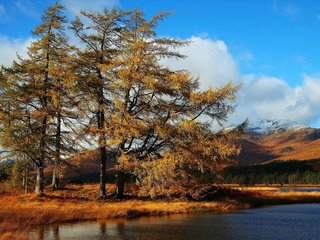 Обои деревья, озеро, пейзаж, осень, trees, lake, landscape, autumn разрешение 1920x1200 Загрузить