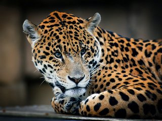 Обои взгляд, леопард, хищник, look, leopard, predator разрешение 2048x1372 Загрузить