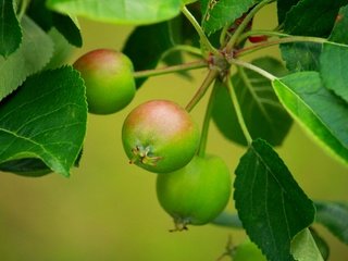 Обои листья, ветки, яблоки, размытость, листья.ветки, leaves, branches, apples, blur, leaves.branches разрешение 2304x1536 Загрузить