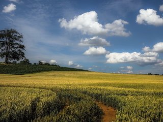 Обои небо, облака, дерево, пейзаж, поле, the sky, clouds, tree, landscape, field разрешение 1920x1080 Загрузить