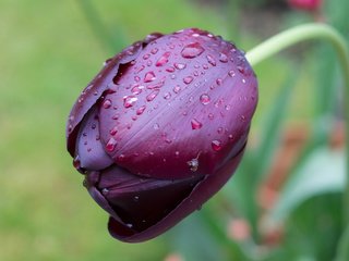 Обои цветок, капли, фиолетовый, тюльпан, flower, drops, purple, tulip разрешение 3018x1926 Загрузить