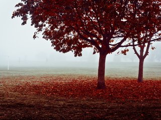 Обои деревья, листья, туман, поле, осень, ворота, trees, leaves, fog, field, autumn, gate разрешение 2560x1600 Загрузить