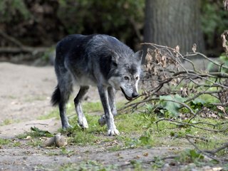 Обои лес, хищник, животное, волк, волк.хищник, живая природа, forest, predator, animal, wolf, wolf.predator, wildlife разрешение 1920x1281 Загрузить