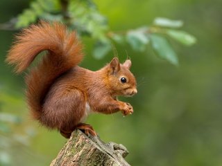 Обои природа, животное, белка, зверек, пенек, белочка, грызун, nature, animal, protein, stump, squirrel, rodent разрешение 2048x1317 Загрузить