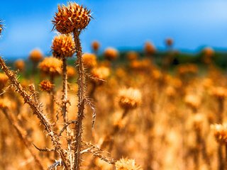 Обои трава, природа, макро, grass, nature, macro разрешение 2048x1152 Загрузить