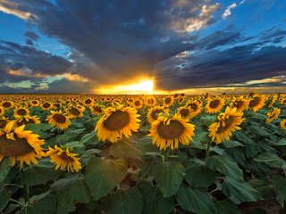 Обои небо, природа, закат, тучи, подсолнухи, the sky, nature, sunset, clouds, sunflowers разрешение 2048x1366 Загрузить