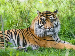 Обои тигр, трава, хищник, tiger, grass, predator разрешение 1920x1278 Загрузить