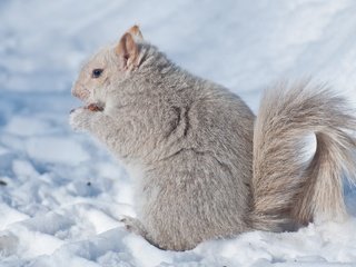 Обои снег, зима, белка, зверек, белочка, грызун, snow, winter, protein, animal, squirrel, rodent разрешение 2048x1280 Загрузить