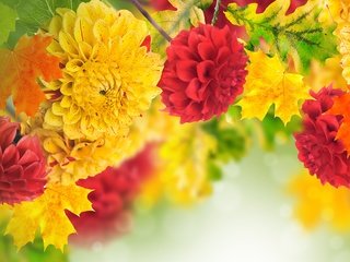 Обои цветы, листья, георгины, flowers, leaves, dahlias разрешение 4500x3360 Загрузить