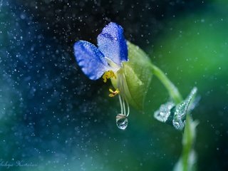 Обои макро, цветок, капли, дождь, macro, flower, drops, rain разрешение 2048x1365 Загрузить