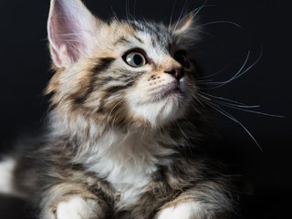 Обои глаза, фон, взгляд, котенок, eyes, background, look, kitty разрешение 2048x1367 Загрузить