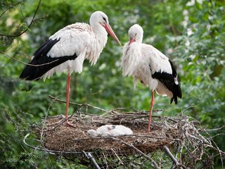 Обои птенец, птицы, аист, гнездо, chick, birds, stork, socket разрешение 2048x1365 Загрузить