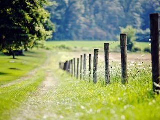 Обои цветы, трава, деревья, забор, ограда, flowers, grass, trees, the fence, fence разрешение 1920x1200 Загрузить