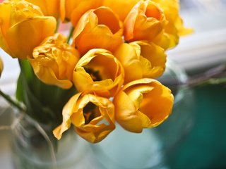 Обои цветы, букет, тюльпаны, желтые, flowers, bouquet, tulips, yellow разрешение 4368x2912 Загрузить