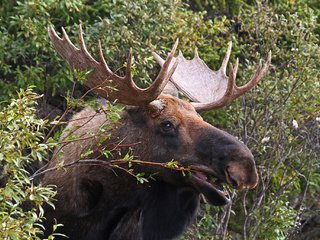 Обои природа, листья, кусты, рога, лось, nature, leaves, the bushes, horns, moose разрешение 2048x1367 Загрузить