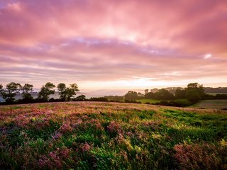 Обои цветы, пейзаж, поле, луг, англия, flowers, landscape, field, meadow, england разрешение 1920x1200 Загрузить