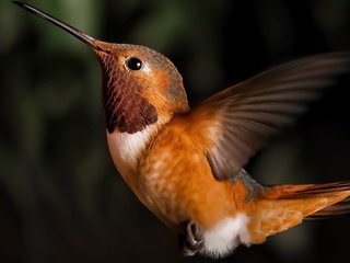Обои птицы, маленькая, колибри, birds, little, hummingbird разрешение 1920x1080 Загрузить