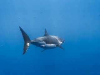 Обои вода, акула, подводный мир, water, shark, underwater world разрешение 3456x2304 Загрузить