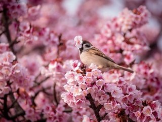 Обои птица, весна, воробей, вишня, птица.воробей, bird, spring, sparrow, cherry, bird.sparrow разрешение 1920x1200 Загрузить